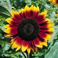 Benih / Bibit / Biji Bunga Matahari Sunflower Ring Red Fire