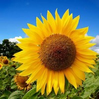 Benih / Bibit / Biji - Sunflower / Bunga Matahari Lokal Kualitas Super