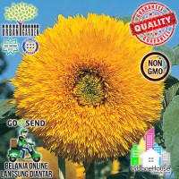 FLOWER - Benih Bunga SUNFLOWER Giant Sungold USA Bibit bunga matahari