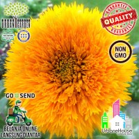 FLOWER - Benih Bunga SUNFLOWER Teddy Bear USA Bibit bunga matahari