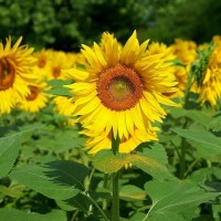 Biji Benih Bunga Matahari Lokal Sunflower Helianthus Annus Bibit Kuaci