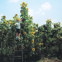 Benih Bibit Biji - Sunflower Skyscraper Bunga Matahari Pencakar Langit