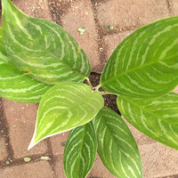 Hiasam taman / Benih / Bunga Aglonema srirejeki