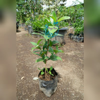Bibit Daun Salam Tanaman Bumbu Herbal Obat