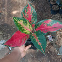Jual Aglonema Kochin Murah Harga Terbaru 2021