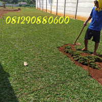 Jual Rumput Gajah Mini Murah - Harga Terbaru 2020
