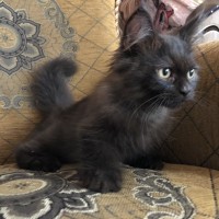 Jual Kucing Persia Warna Hitam Murah Harga Terbaru 2020
