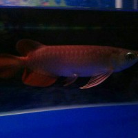 Jual Red Arwana Di Malang Harga Terbaru 2020