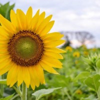 Bibit tanaman bunga matahari/helianthus annuus (10pcs)