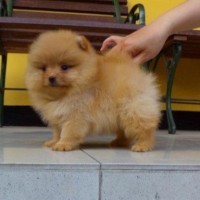 Mini Pom Dijual 2025