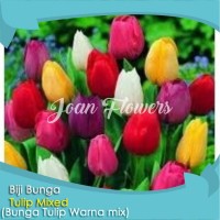 Jual Bibit Bunga Tulip Murah Harga Terbaru 2020 Tokopedia