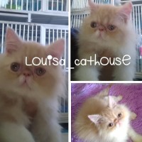 Katalog Kucing Persia Pesek Katalog.or.id Katalog Kucing Persia Pesek Katalog.or.id