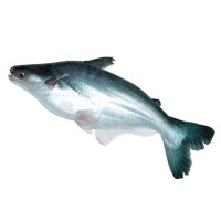 Katalog Ikan Patin Katalog.or.id Katalog Ikan Patin Katalog.or.id