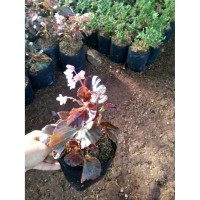 Jual Bunga Begonia Murah Harga Terbaru 2021