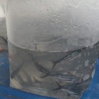 Info Ikan Patin Katalog.or.id Info Ikan Patin Katalog.or.id