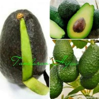 Unggulan! Bibit Buah Alpukat Hass Australia Kw Wahid!
