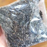 Biji Niger Seed Pakan Burung Lovebird Kenari Finch