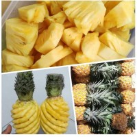 Jual Buah Nanas Murah - Harga Terbaru 2020
