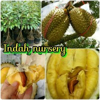 bibit buah durian Musang King kaki 10 super unggul