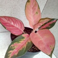 Jual Aglaonema Kochin Murah Harga Terbaru 2021