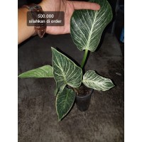 Jual Philodendron Spiritus Sancti Murah - Harga Terbaru 2020