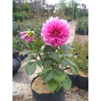Jual Bunga Dahlia Murah Harga Terbaru 2020