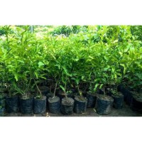 Bibit Tanaman Buah Jeruk Bali Pamelo Bergaransi -_-