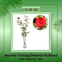 Bibit Tanaman Hias Mawar Potong / Mawar Holland I5B