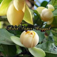 Bibit Tanaman Bunga Cempaka Telor Kuning Big Sale♨❐