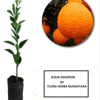 Jual Jeruk Buah Di Samarinda Harga Terbaru 2020