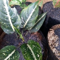 Menjual tanaman hias srirejeki srikit Pot dan Taman