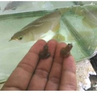 Info Ikan Arwana Anakan Katalog.or.id Info Ikan Arwana Anakan Katalog.or.id