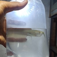 Katalog Ikan Arwana Anakan Katalog.or.id Katalog Ikan Arwana Anakan Katalog.or.id