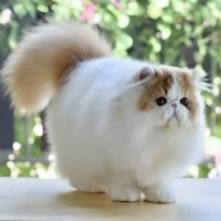 Harga Kucing Persia Pesek Katalog.or.id Harga Kucing Persia Pesek Katalog.or.id