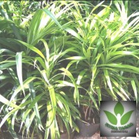 Jual Daun Pandan Suji Murah Harga Terbaru 2020,Pandora Experience Jakarta