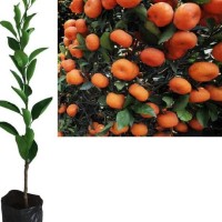 Jual Jeruk Santang Madu Di Tangerang Harga Terbaru 2020