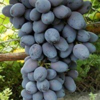 Jual Bibit Anggur Jupiter Di Bogor Harga Terbaru 2020