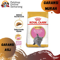 Jual Kucing British Shorthair Murah - Harga Terbaru 2020
