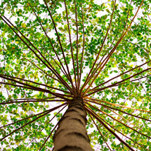 Logo Treenatural
