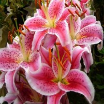 Logo Lily Jardin