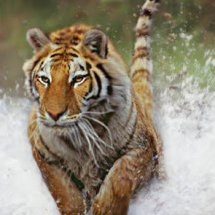 Logo tiger-one