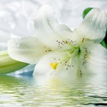 Logo Lilium
