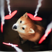 shop akita