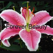 Logo Forever Beauty 99