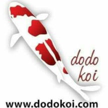 Logo DODO KOI