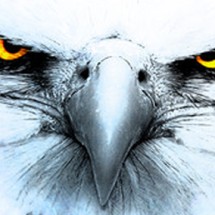 Logo eagle store