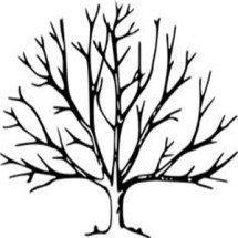 Logo VISION STAR