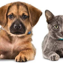 Logo Max's Pet Shop