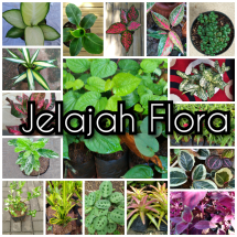 Logo Jelajah Flora
