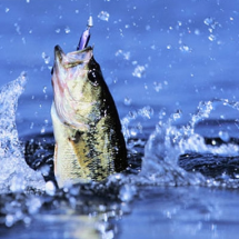 Logo hokky fishing